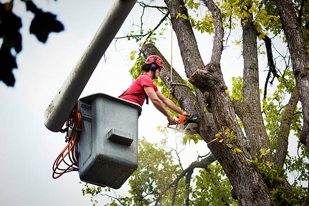 Best Seasonal Cleanup  in Dewitt, AR